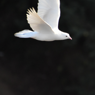 white dove on black background